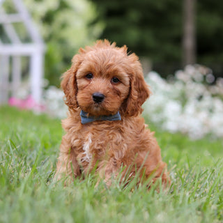 Hudson - Available 8/6