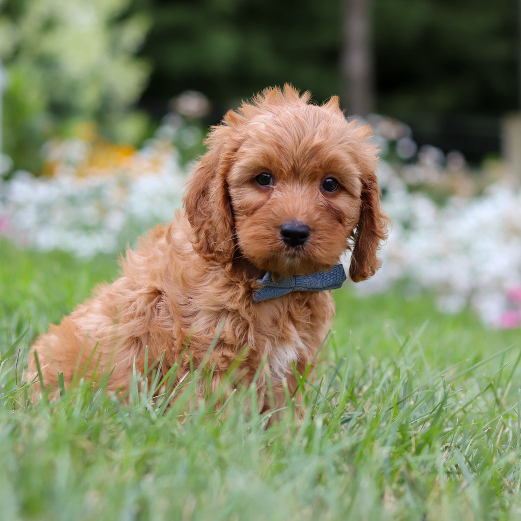 Hudson - Available 8/6