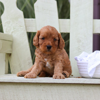 Hudson - Available 8/6