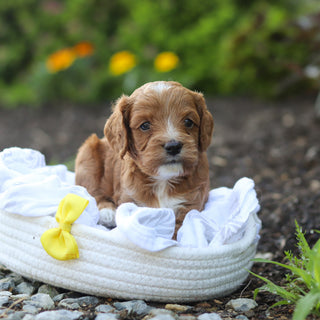 Herb - Available 8/6