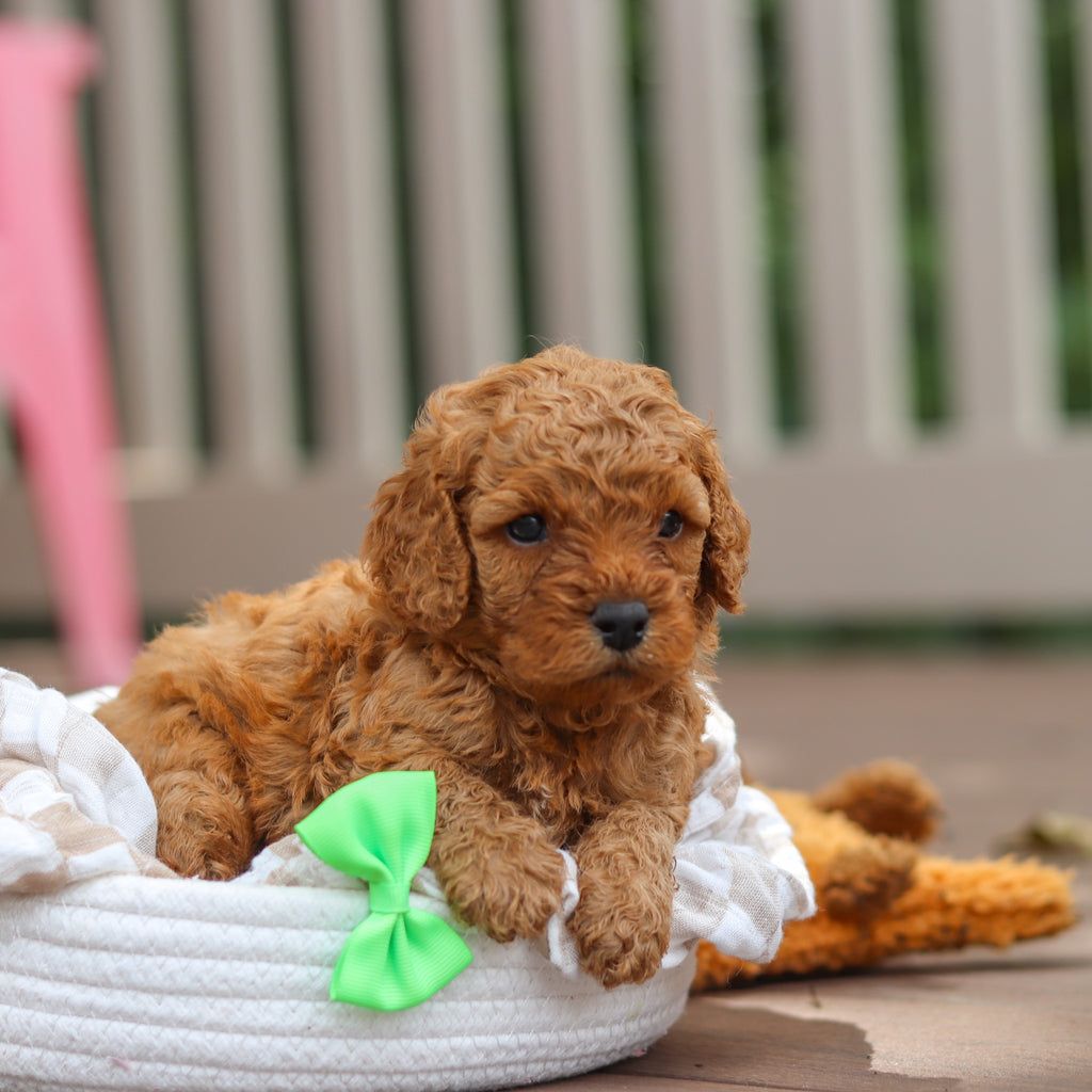 Floyd - Available 8/13