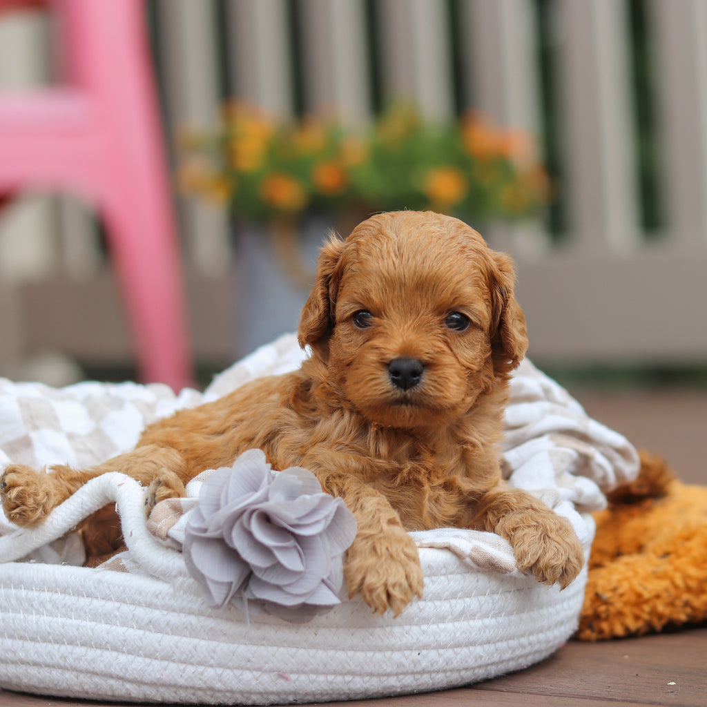 Franklin - Available 8/13