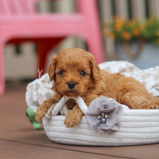 Franklin - Available 8/13