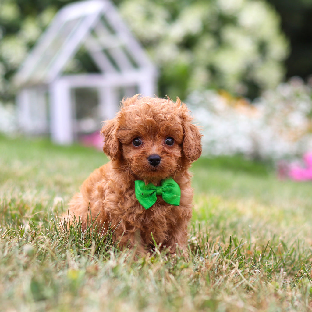Franklin - Available 8/13