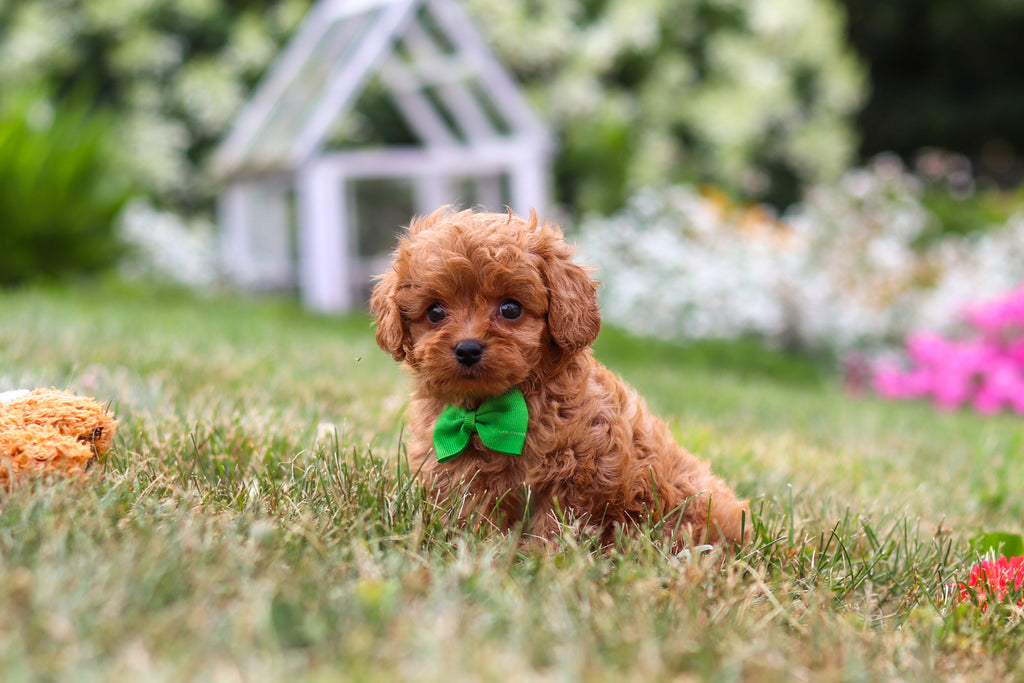 Franklin - Available 8/13