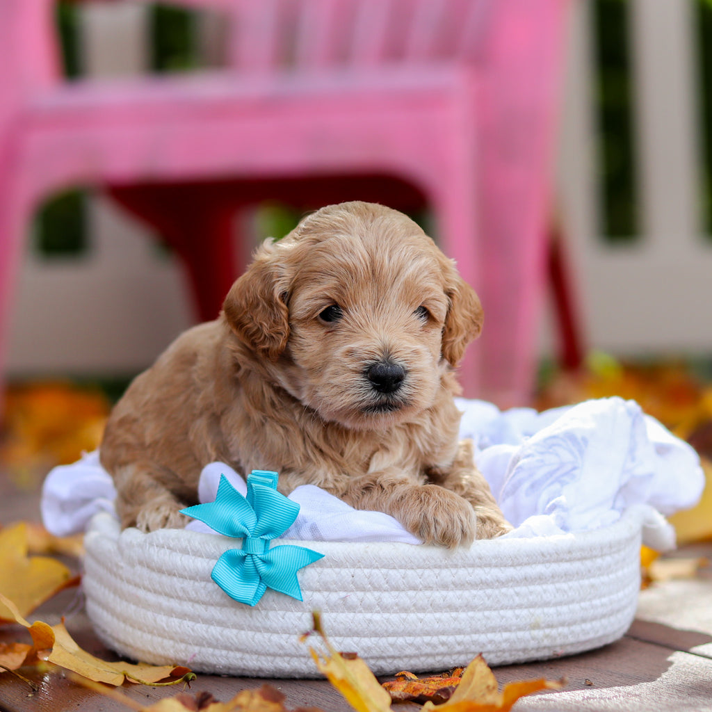 Banjo - Available 11/19