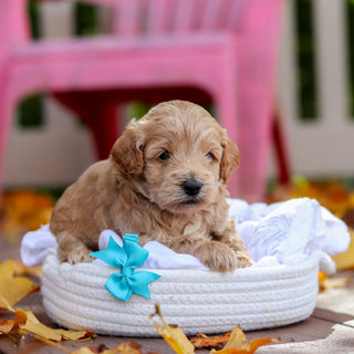 Banjo - Available 11/19
