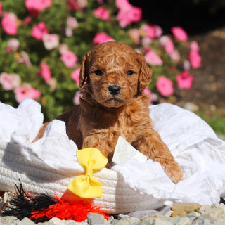 Dodger - Available 11/25