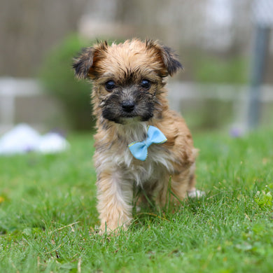 Pierre - Available 4/30