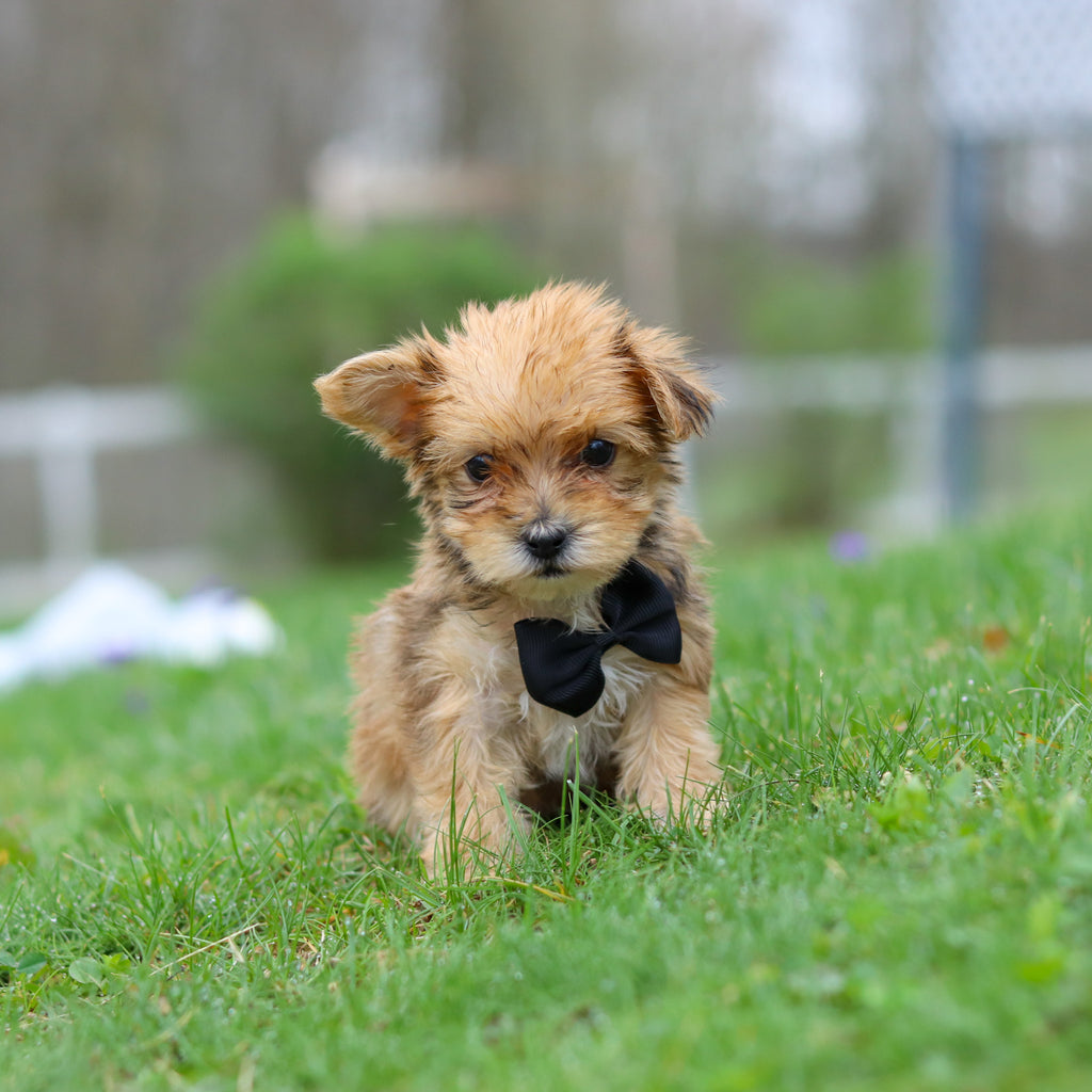 Pete - Available 4/30