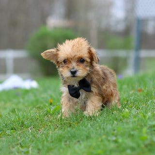 Pete - Available 4/30