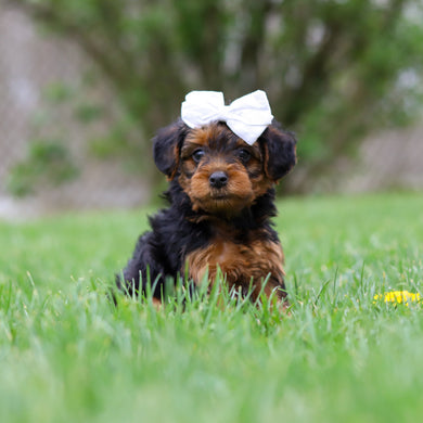 Theo - Available May 7