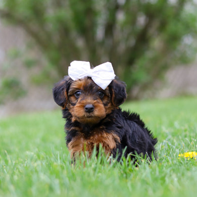 Theo - Available May 7