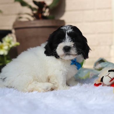 Oakley - Available 5/21