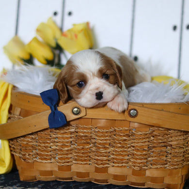 Marty - Available 5/14