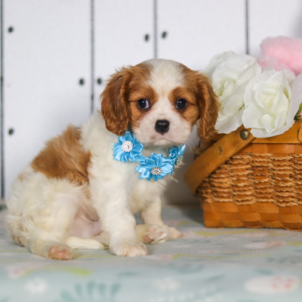 Marty - Available 5/14