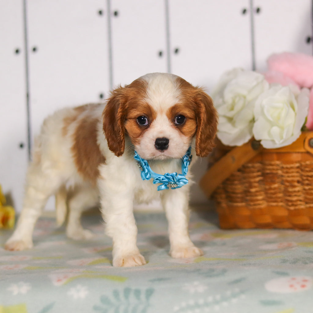 Marty - Available 5/14