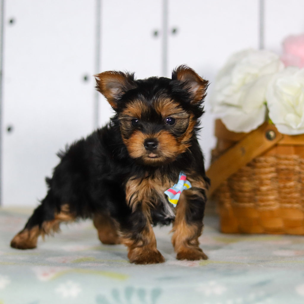 Dante - Available 5/14