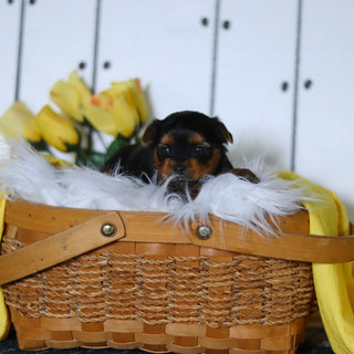 Dante - Available 5/14