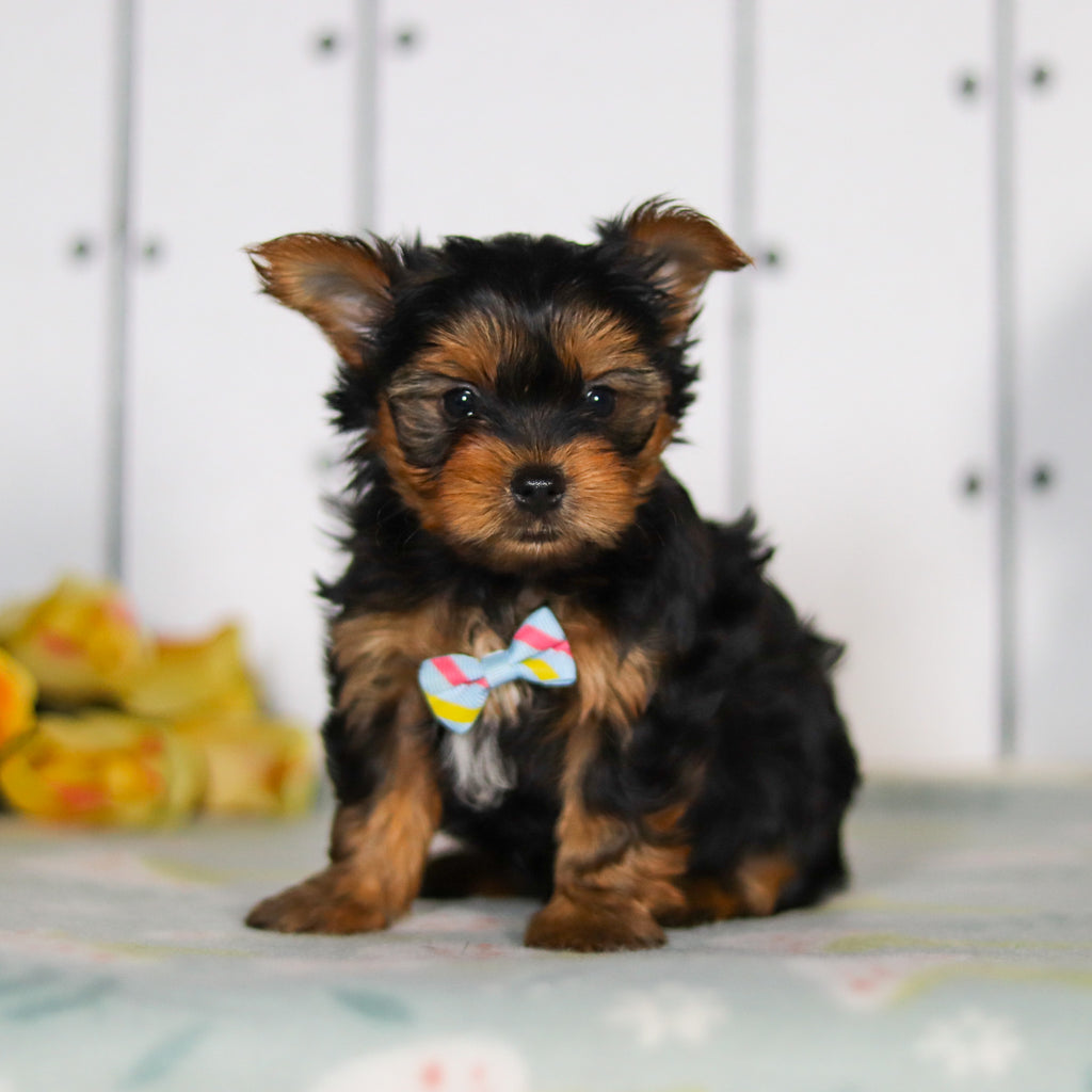 Dante - Available 5/14