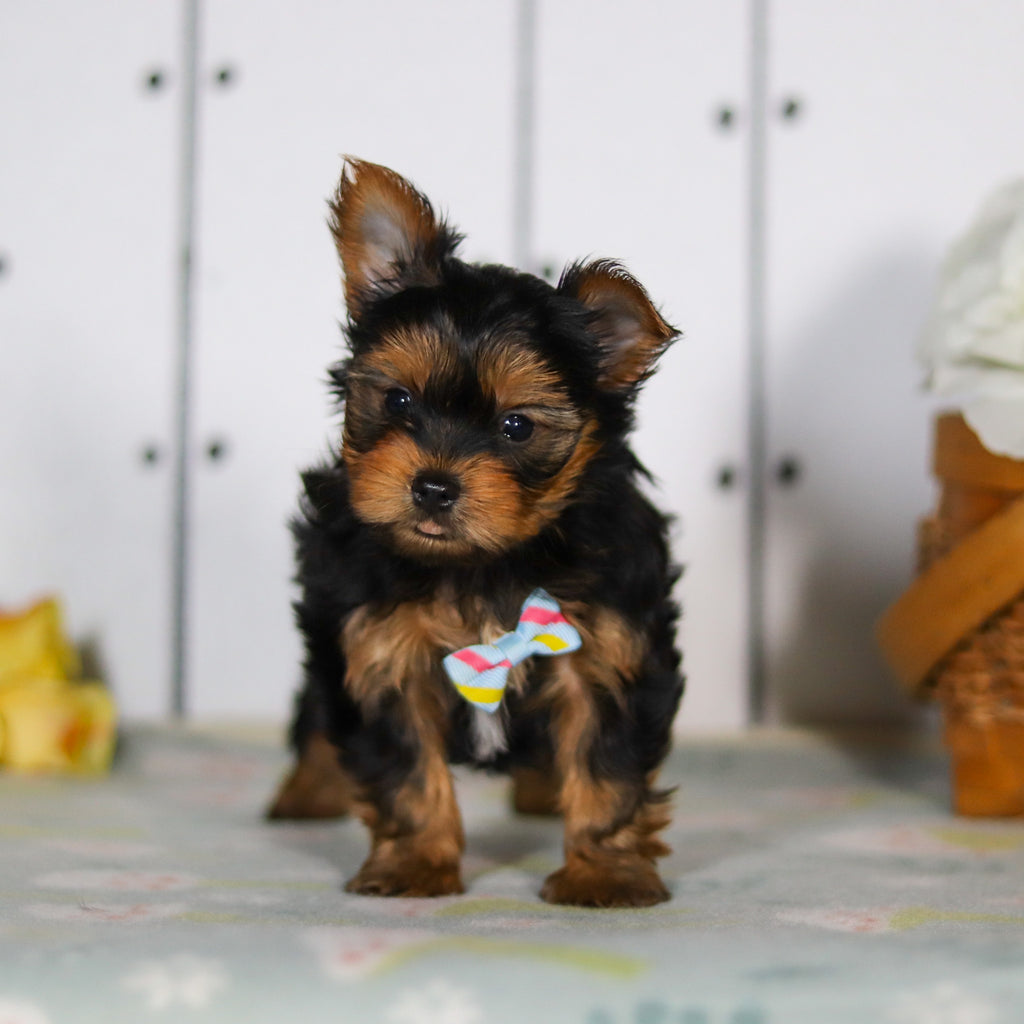 Dante - Available 5/14