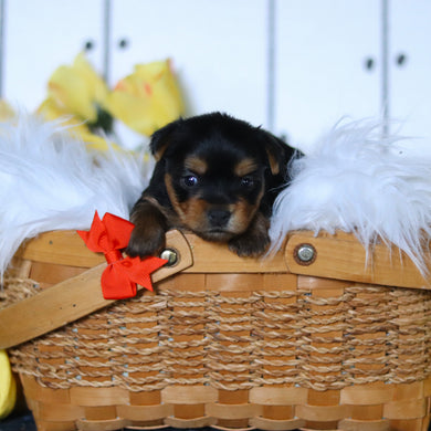 Duke - Available 5/14