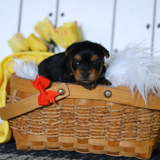 Duke - Available 5/14