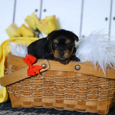 Duke - Available 5/14