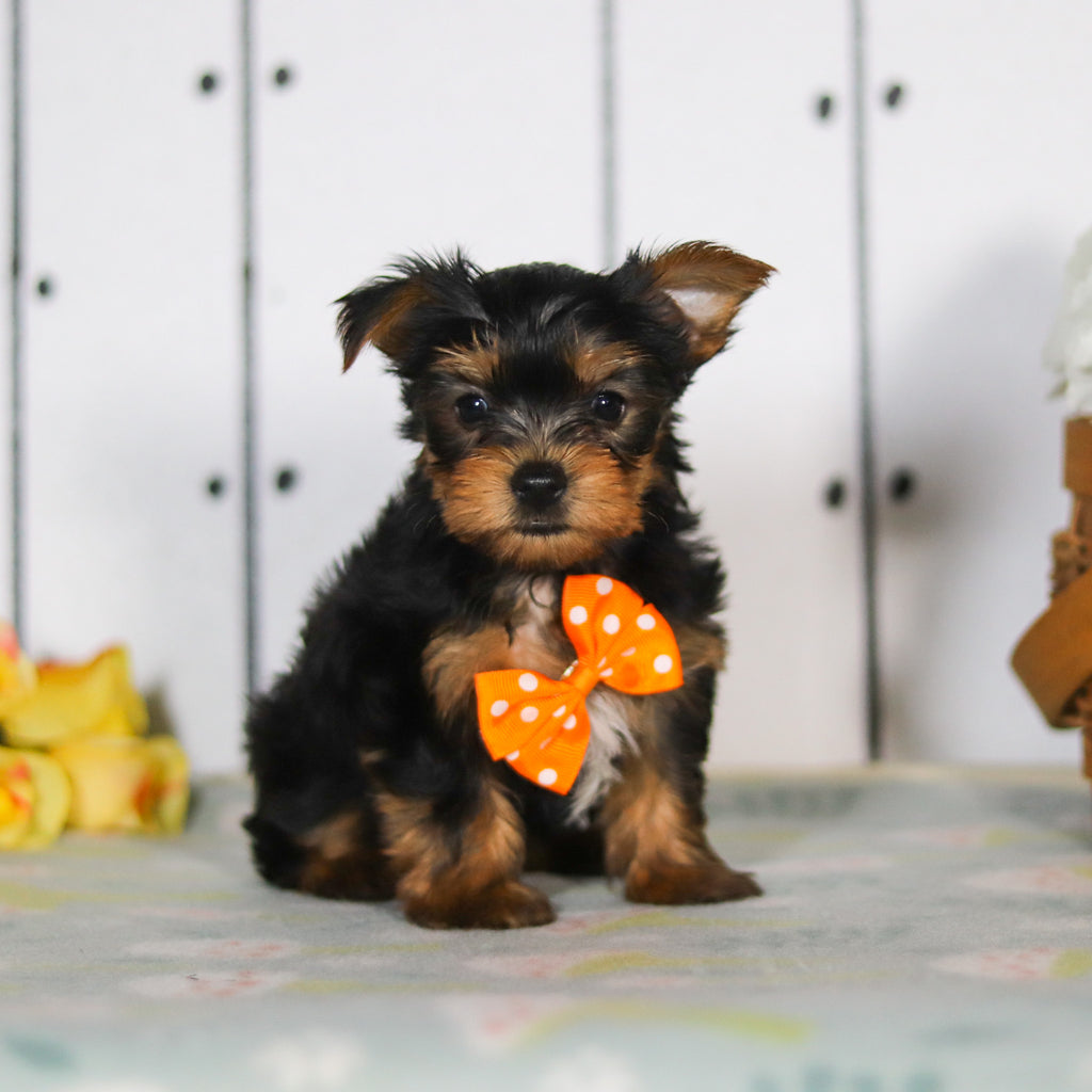 Duke - Available 5/14