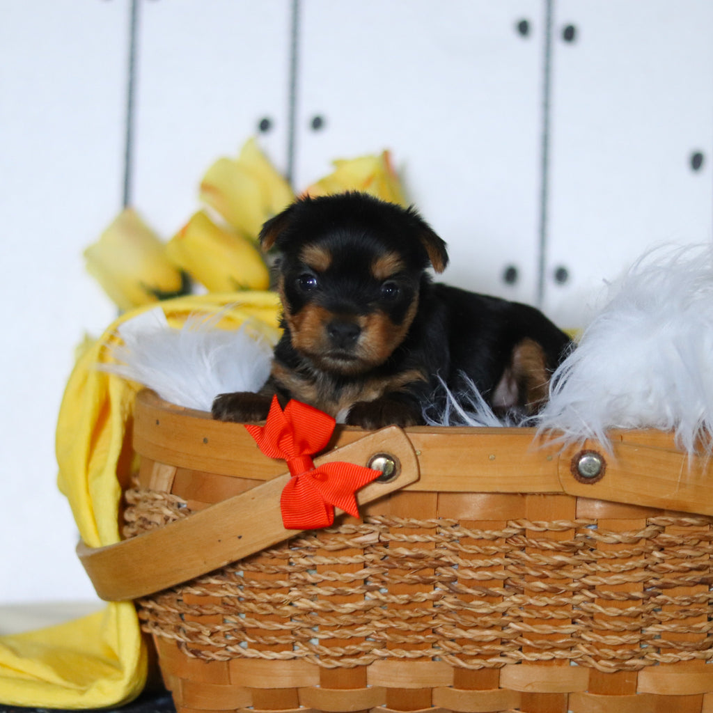 Duke - Available 5/14