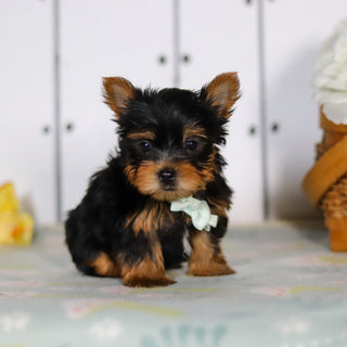 Declan - Available 5/14