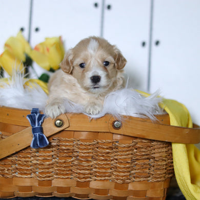 Lemon - Available 5/14