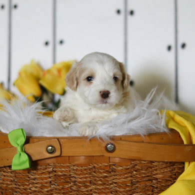 Larry - Available 5/14