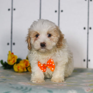Larry - Available 5/14