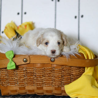 Larry - Available 5/14