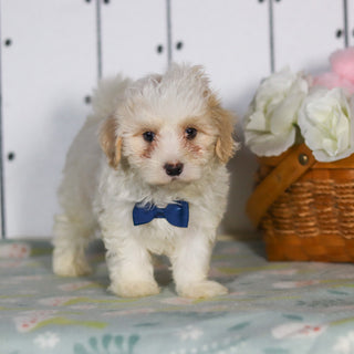Leon - Available 5/14