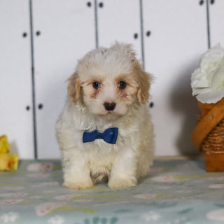 Leon - Available 5/14