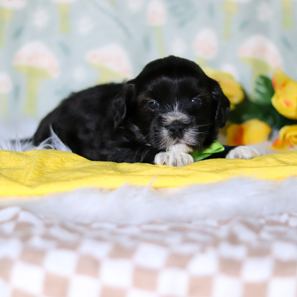 Bentley - Available 5/21