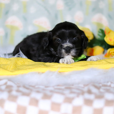 Bentley - Available 5/21