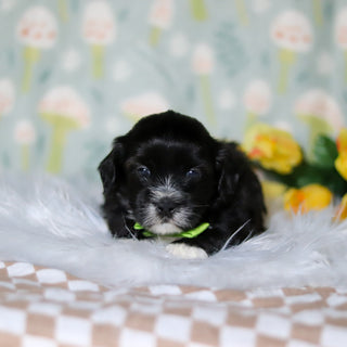 Bentley - Available 5/21