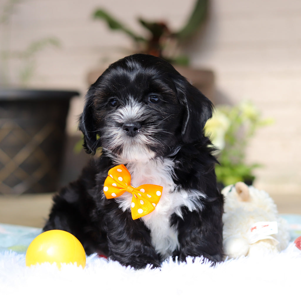 Bentley - Available 5/21