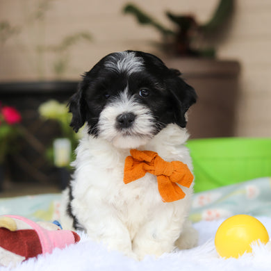 Oliver - Available 5/21