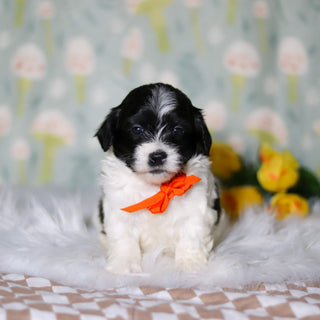 Oliver - Available 5/21