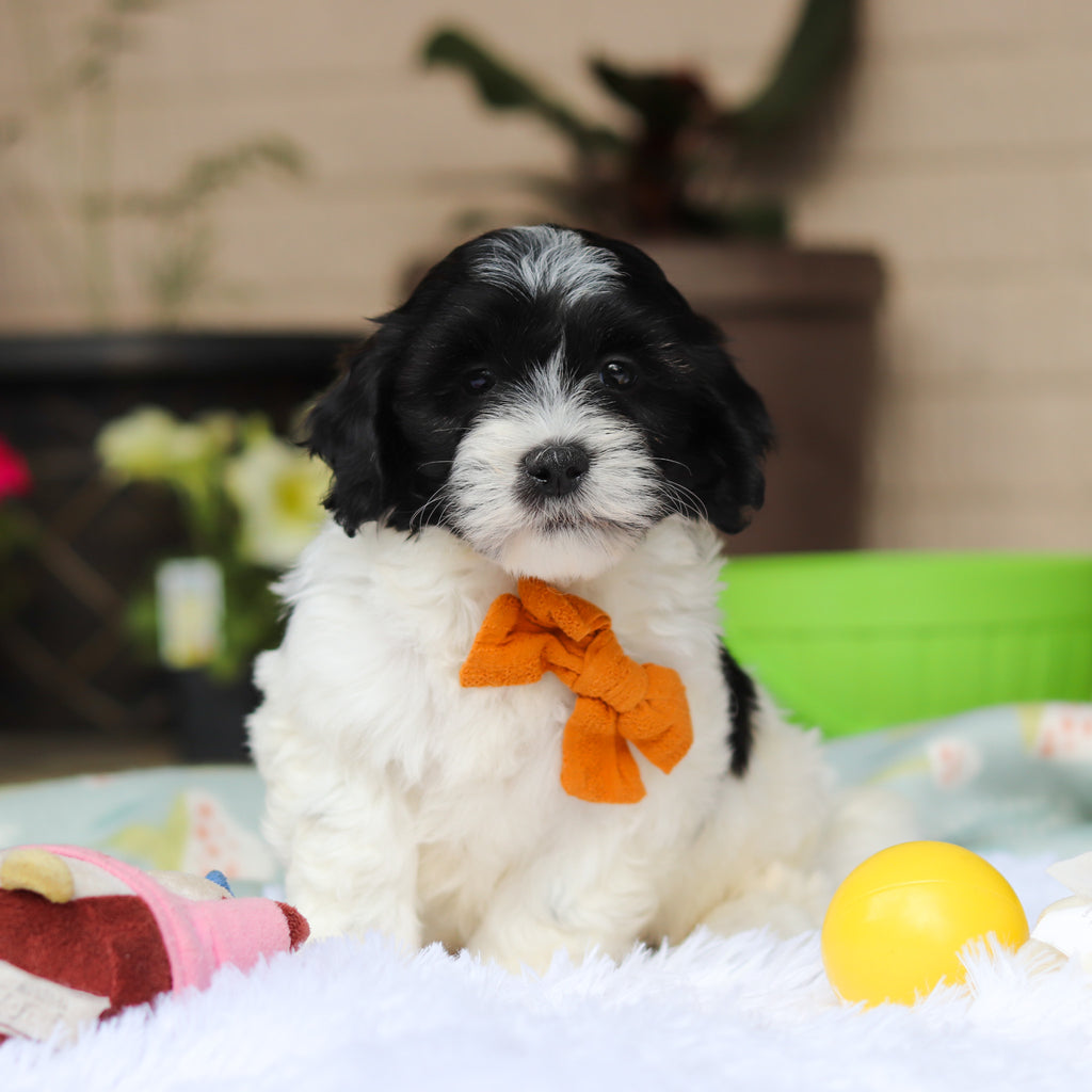Oliver - Available 5/21