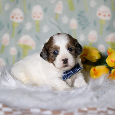 Toby - Available 5/21