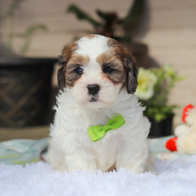 Toby - Available 5/21
