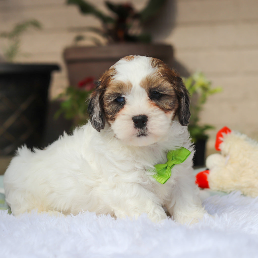 Toby - Available 5/21