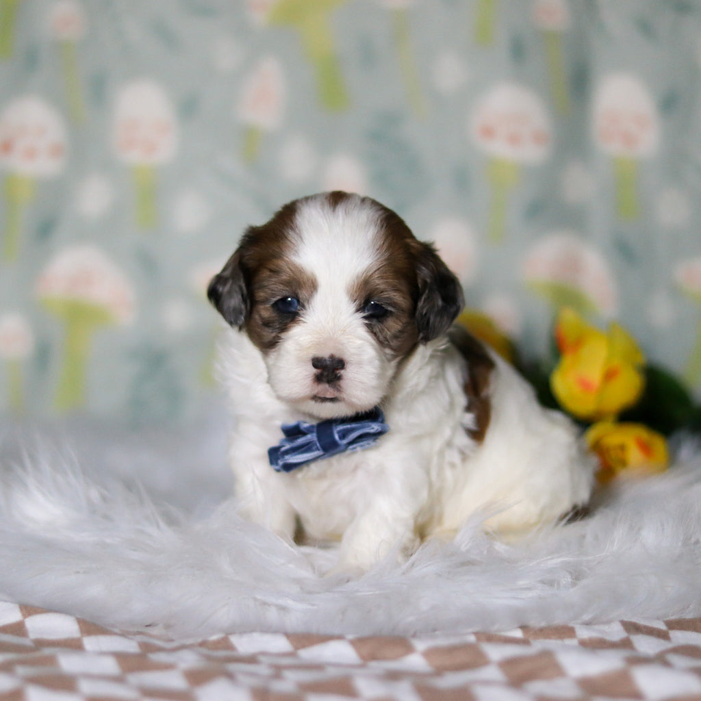 Toby - Available 5/21