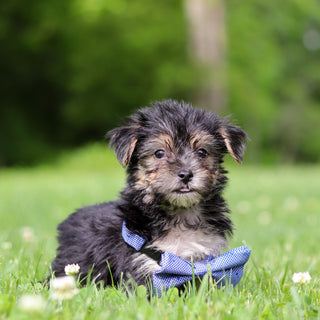 Reese - Available 6/11