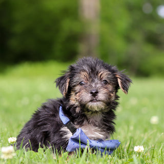 Reese - Available 6/11